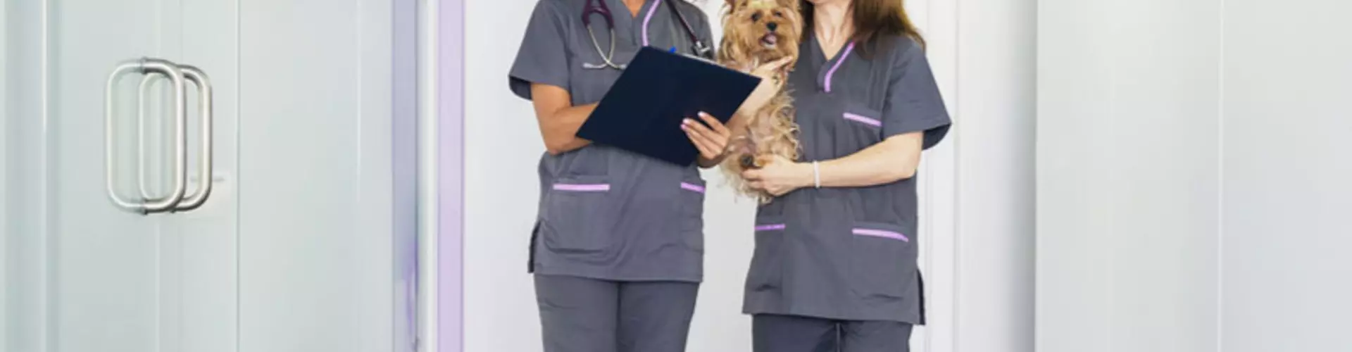 How to become a veterinary receptionist How to become a veterinary receptionist